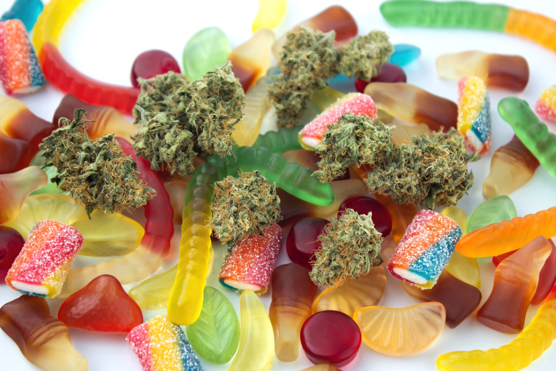 Dried medical marijuana buds lie among gummies of various shapes and flavors.  On a cold white background
